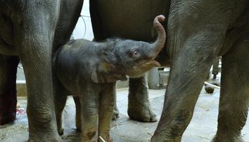Smutné zprávy z pražské zoo: Nejmladší slůně Amalee zabil herpes virus