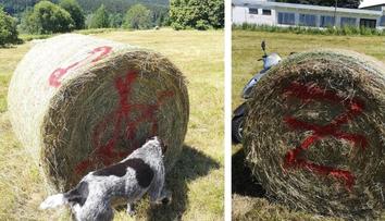 Krávy nebudou mít co žrát. Stohy slámy někdo počmáral graffiti