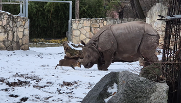Samice nosorožce z Plzně baví internet. V nové zoo dovádí na sněhu