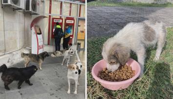 Chcete si adoptovat pejska? Organizaci pomáhá i herečka Dostálová