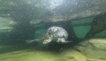 Významná událost v ústecké zoo: Návštěvníci poprvé viděli mládě tuleně