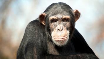 Šimpanz na kole rozprašoval v zoo dezinfekci. "Pomáhá," tvrdí ředitel