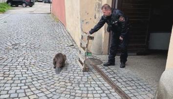 Nečekaný návštěvník překvapil Třebíč. Strážníci odchytávali zatoulaného bobra