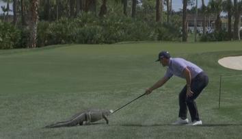 Nechtěná návštěva na golfu. Na greenu se objevil aligátor, hráč ho zahnal