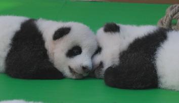 Pandí mláďata slavila Národní den v Číně. O diváky nebyla nouze