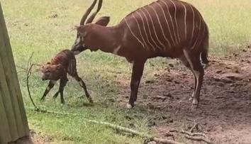 Úspěch v královédvorské zoo. Narodilo se tam mládě ohroženého druhu antilopy