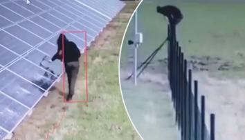 Zběsilý Polák demoloval solární panely. Kladivy jich rozmlátil 200