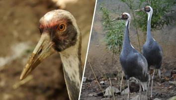 Ze zoo v Brně se ztratil exotický pták. Ošetřovatelé prosí o pomoc