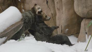 Medvědi v zoo dostali zimní nadílku. Ve výběhu řádili jako v rodném Wyomingu
