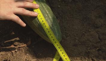 Ženě na záhonku roste gigantická okurka. Do rekordu jí chybí 20 centimetrů