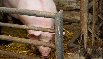 České prase už jenom v zoo. Chovatelé hrozí, že skončí. Maso by tak zmizelo i z jídelníčku