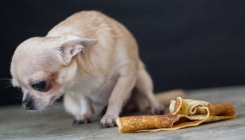 Muž dával čivavě čokoládu, kofolu i vodku. Pes na veterině zemřel