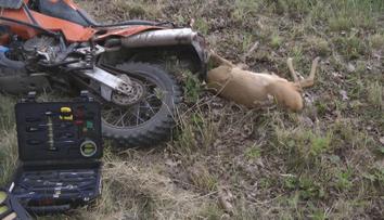 Nehoda, jaká se stane jednou za pár let. Motorkář se srazil se srnkou, nepřežila