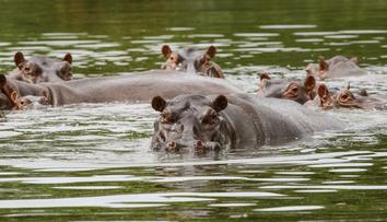 "Kokainoví hroši" narkobarona Escobara se vymkli kontrole a poletí do Indie