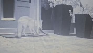 Liška na Pardubicku kradla muži papuče. Myslivci nad jejím chováním kroutí hlavou