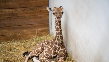 Zoo Dvůr Králové slaví! Po 12 letech se tam narodila ohrožená žirafa síťovaná