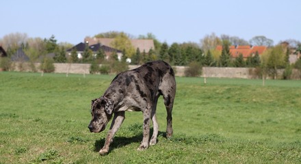 Veterinář vysvětlil, proč psi žerou trávu. Není důvod se bát