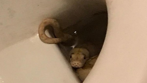 Rakušana sedícího doma na záchodě kousl do varlat metr a půl dlouhý had