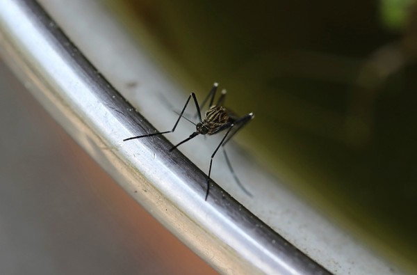 Bratislavu zaplavili komáři. Objevil se mezi nimi i nebezpečný druh z Asie