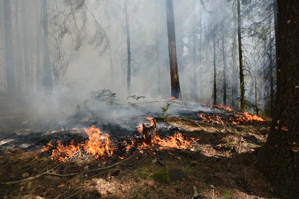 Požár v národním parku: V Českém Švýcarsku hoří les, zasahuje vrtulník