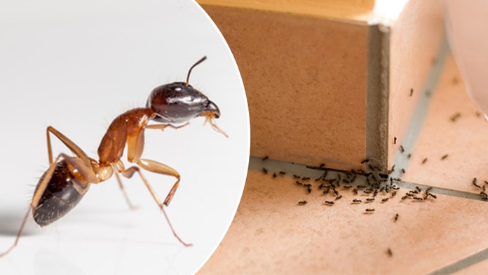 Neumíte se zbavit mravenců v domácnosti? Tento trik vám pomůže