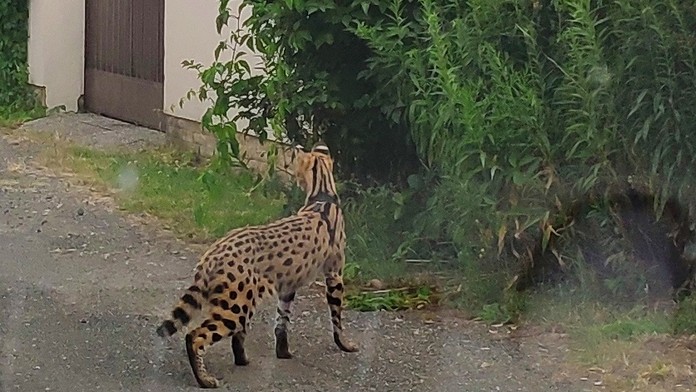 Po ulici běhá gepard, volal muž strážníky. Šelmu i vyfotil!