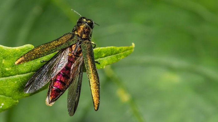 Krasec jasanový (Agrilus planipennis)