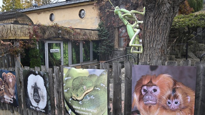 Uprchlá kobra se ve švédské zoo raději po týdnu sama vrátila do terária