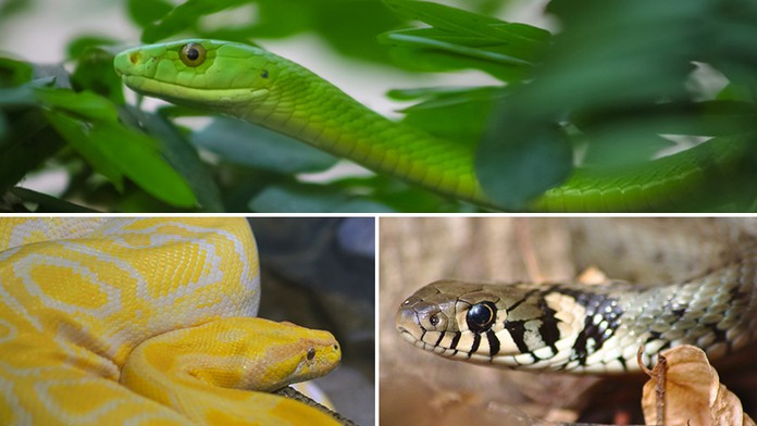 Hadí podzim v Česku! Mamba, užovka a krajta způsobily manévry