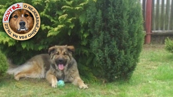 Fenka Brita je tak krásná, že vyhrála krmivo na celý měsíc zdarma