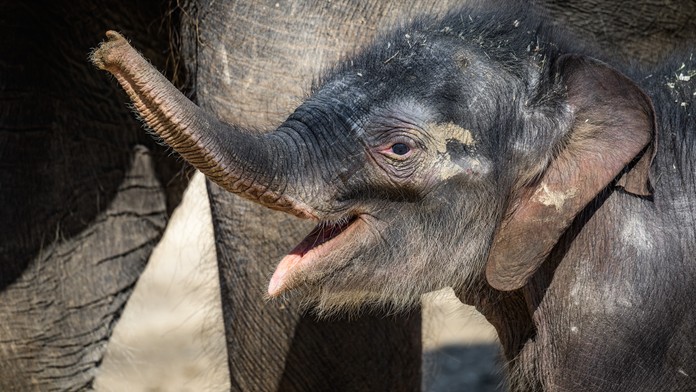 Podpořte zvířátka z pražské zoo a kupte si Vstupenku na lepší časy!