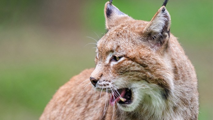 Zoo Ostrava utratila dva zdravé rysy, zuří aktivisté. Problém je složitější