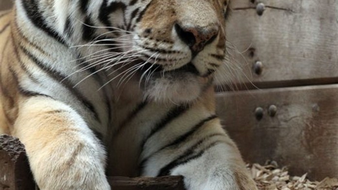 KRVAVÁ SMRT V ZOO: Tygr rozsápal Martinovi (56) hrdlo!
