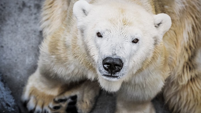 Smutná zpráva! V pražské zoo zemřela lední medvědice Bora