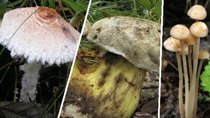 VELKÝ TEST - 2. kolo: Víte, zda tyto houby patří na talíř či nikoliv?