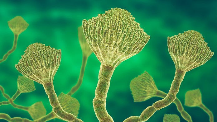 Velmi nebezpečná houba Aspergillus