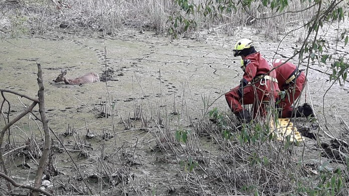 Srnka uvízla na Benešovsku v blátě, vysvobodili ji až hasiči