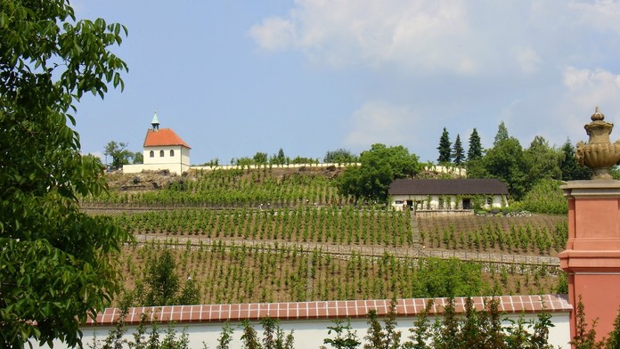 Botanická zahrada hl. města Prahy ožije vinobraním