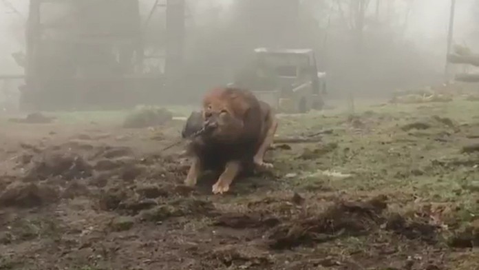 Zoo nabízí přetahování lanem s šelmami! Ochránci zvířat zuří