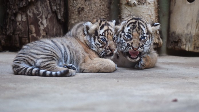 Tygříci z pražské zoo mají jména. Co znamená Bulan a Wanita?