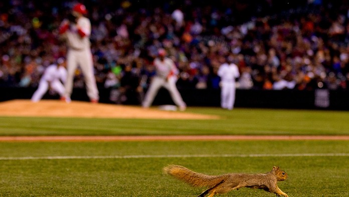 Bizarnosti v MLB: Veverka kradla metu, hráč ukazoval zadek