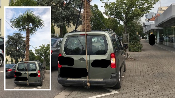 Čeho jsou řidiči schopní? Tenhle machr zkoušel převézt obří palmu!