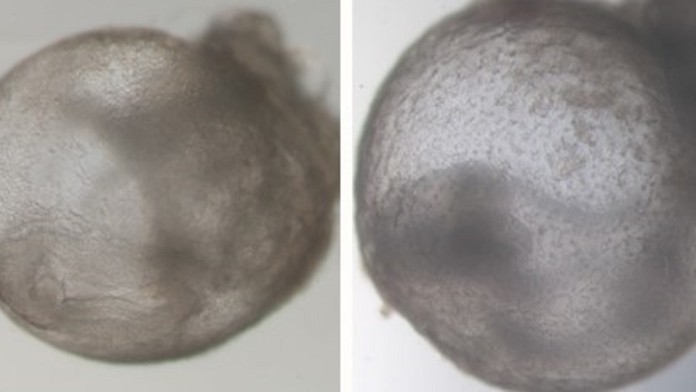 Přelom ve vědě. Výzkumníci vypěstovali první umělé embryo bez spermie i vajíčka