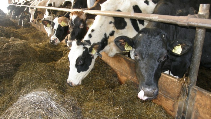 Nesnesitelný zápach zamořil vesnici na Moravě, zalily ji výkaly