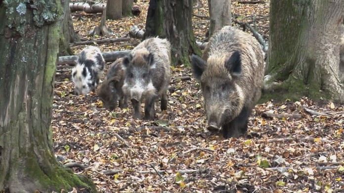 Rodina divočáků přímo na sídlišti! Žena vyvázla se zraněním
