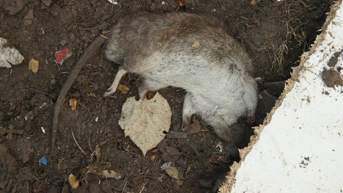 Experti varují: Krysy dorůstají obřích rozměrů a jedy na ně už nepůsobí