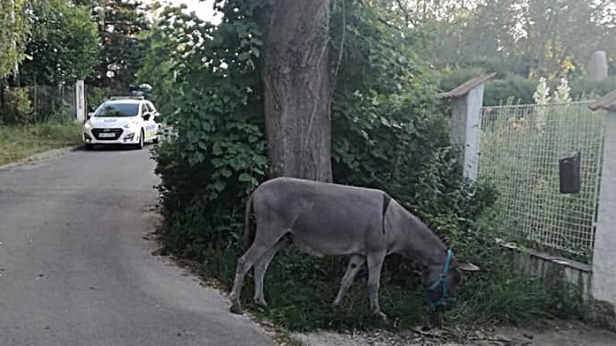 Po krávě se u silnice pásl osel! Vyháněli ho dva strážníci