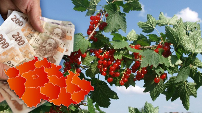 PŘEHLED RYBÍZOVÝCH PLANTÁŽÍ: Podívejte se, kde a za kolik si můžete koupit rybíz
