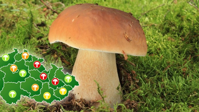 HOUBY: Rostou hlavně hřiby, tvrdí mykolog. Víme kam na ně!