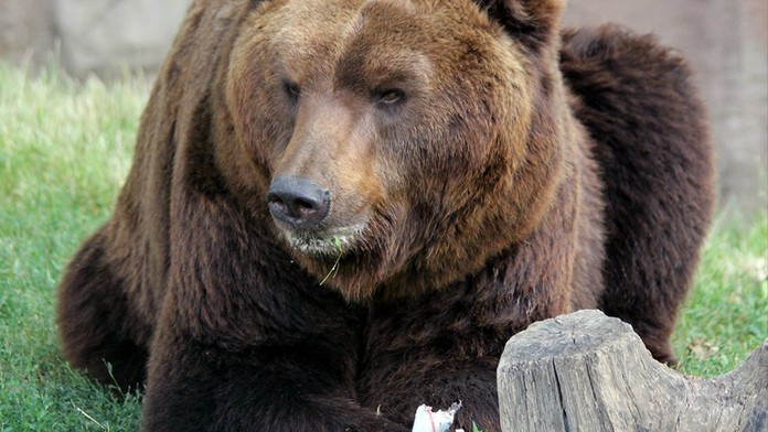 Smutná zpráva z brněnské zoo! Starého medvěda museli utratit